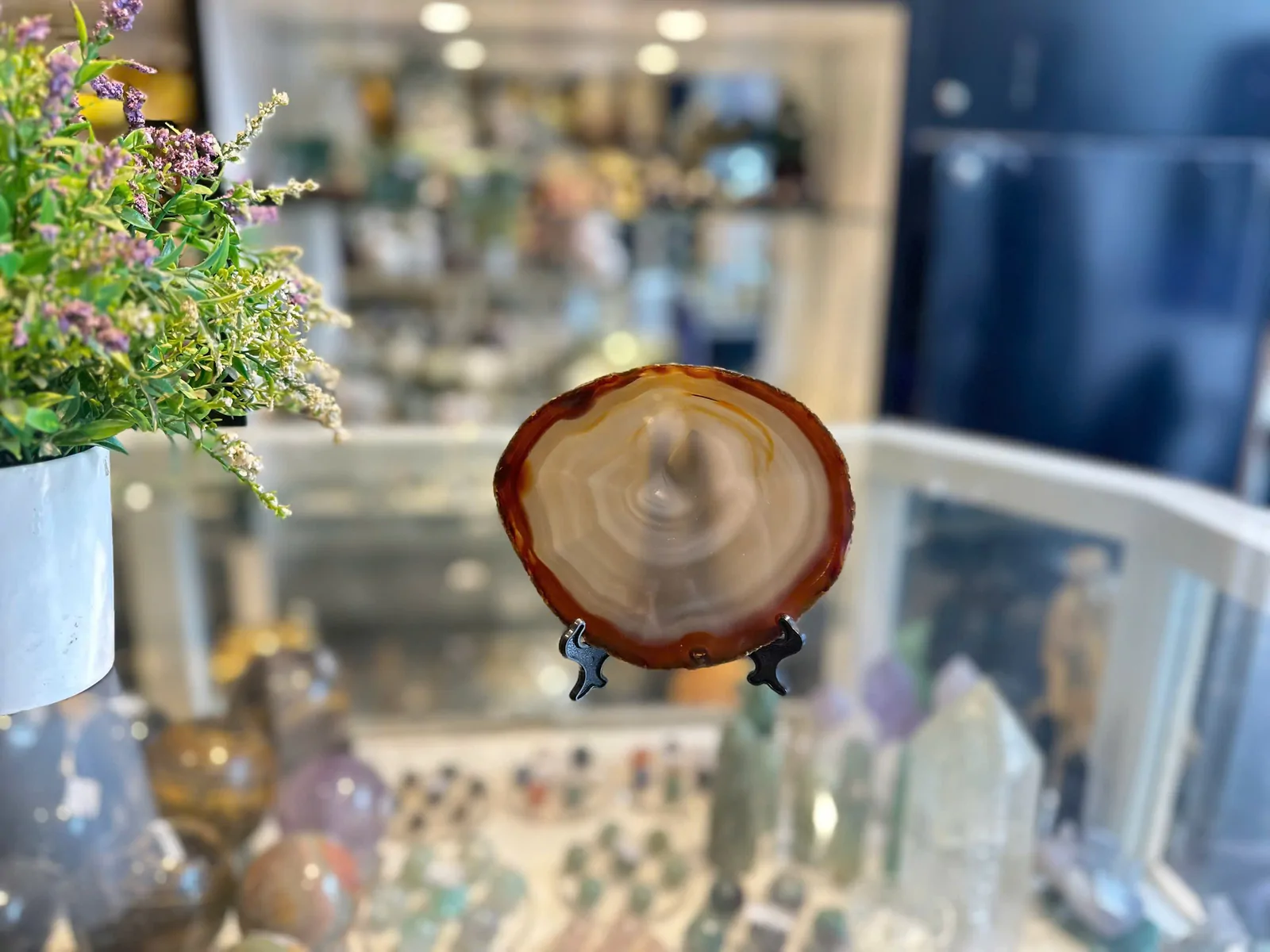 Mã não lát tài lộc H092-S5-587