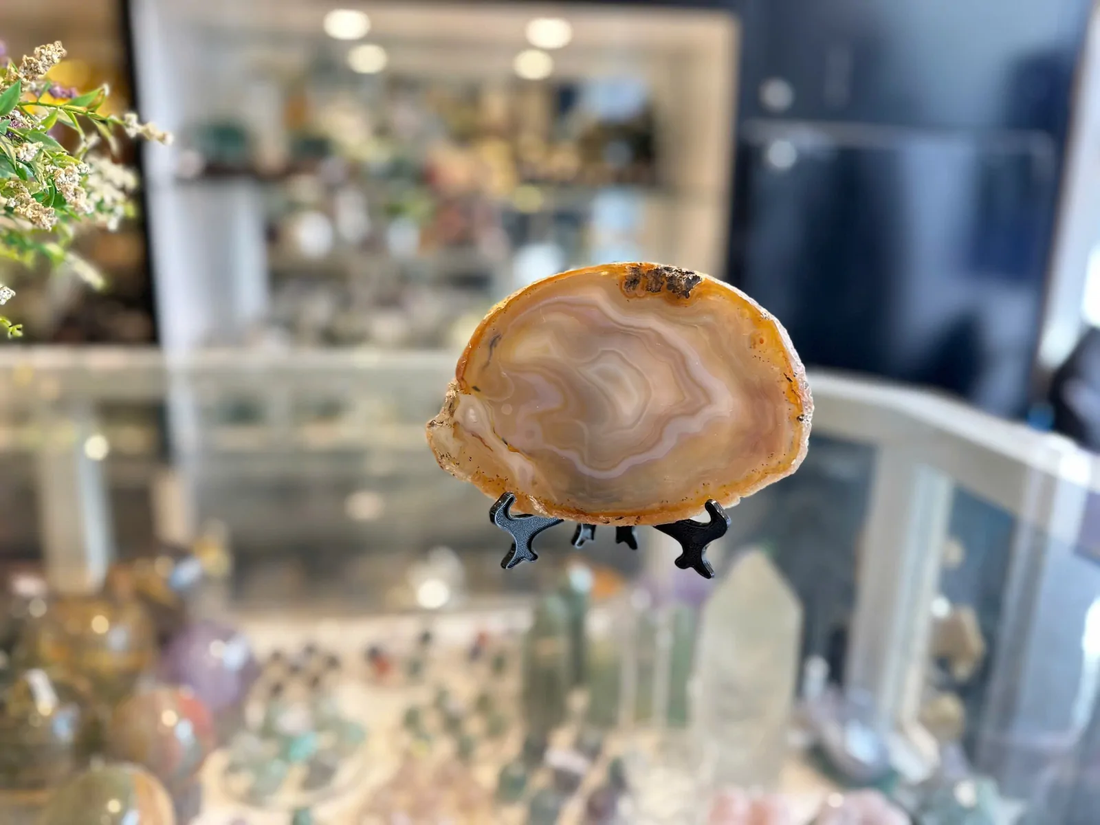 Mã não lát tài lộc(không có đế) H092-S5-714